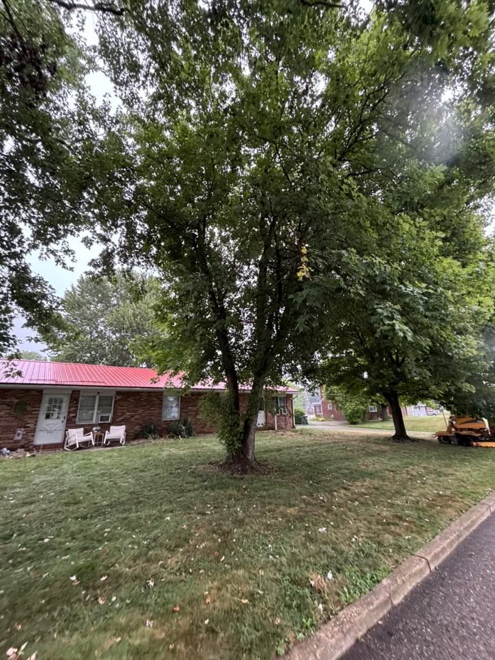 Hazard reduction by Shetler Tree Service