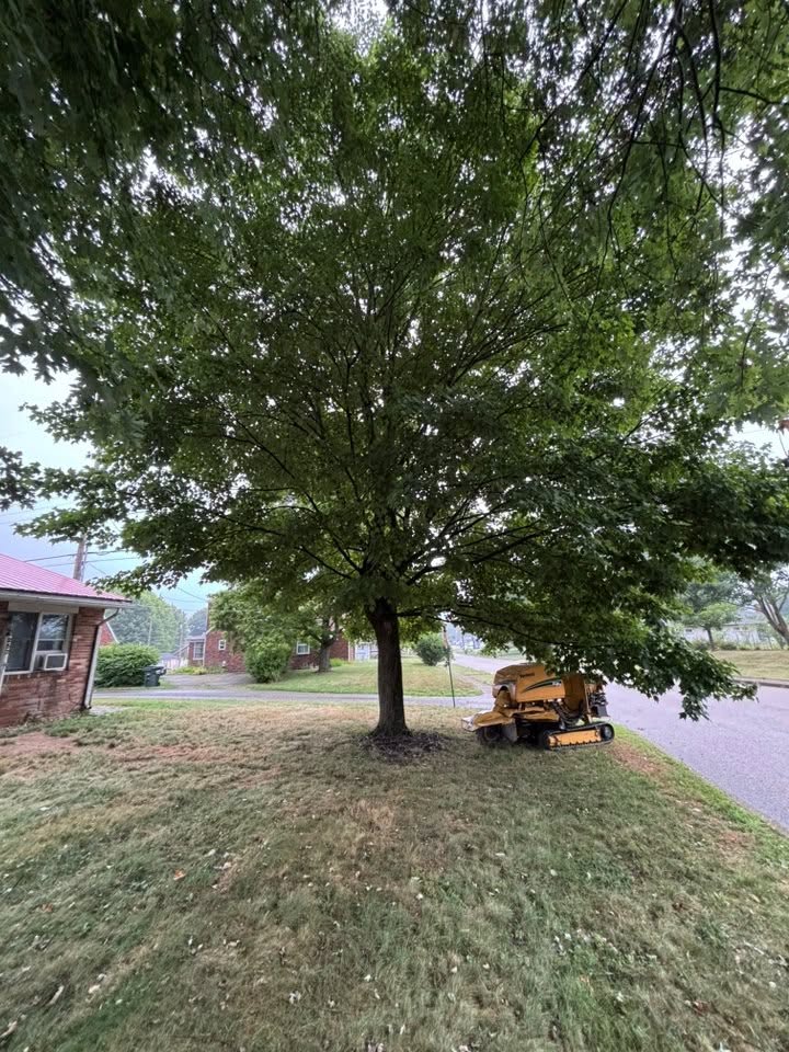 Precision trimming by Shetler Tree Service