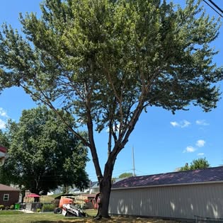 Room to breathe by Shetler Tree Service